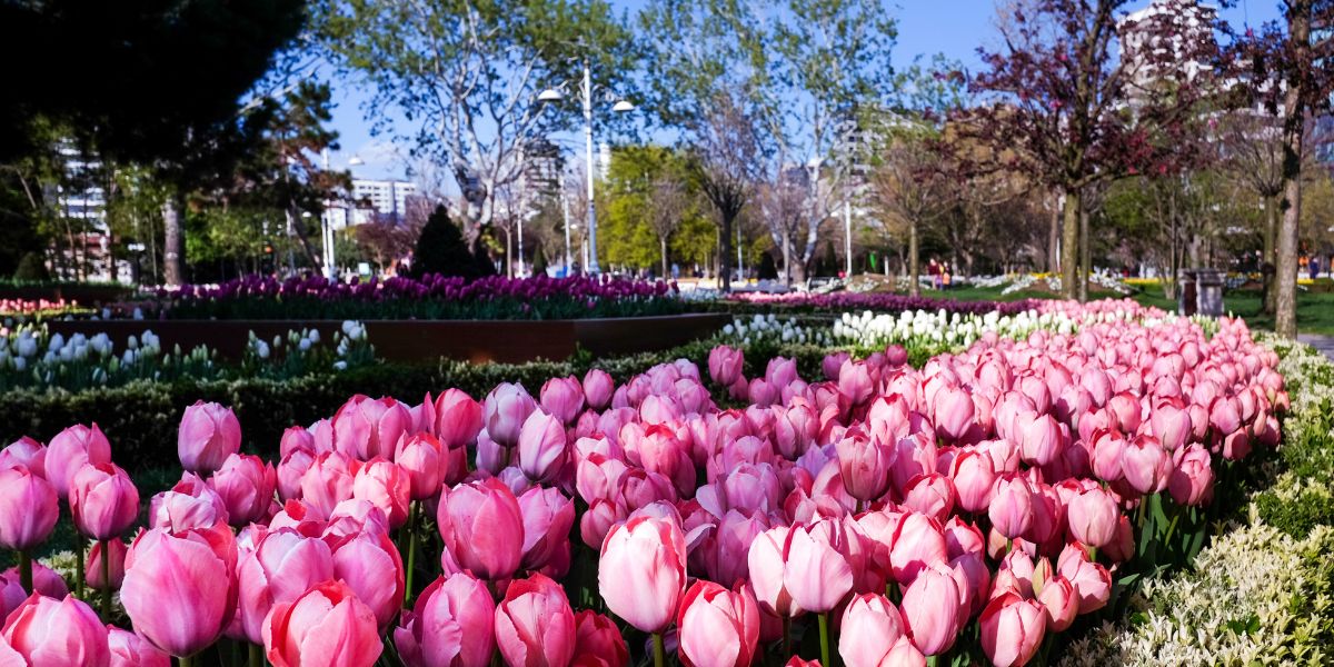 Beauty in Bloom! Top U.S. Tulip Festivals to Bedazzle You