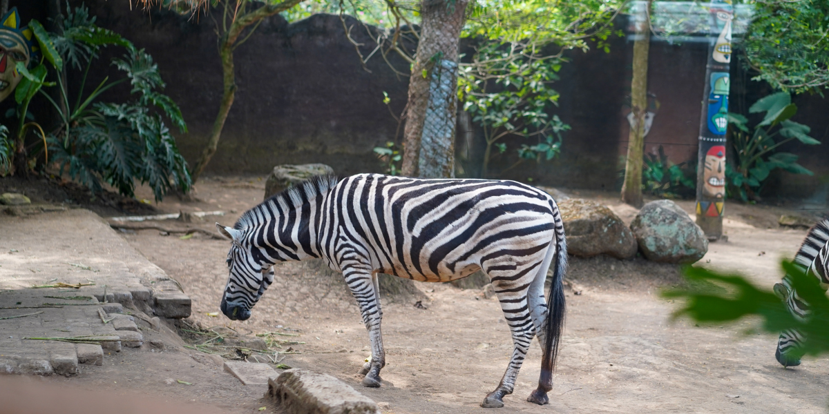 san diego zoo
