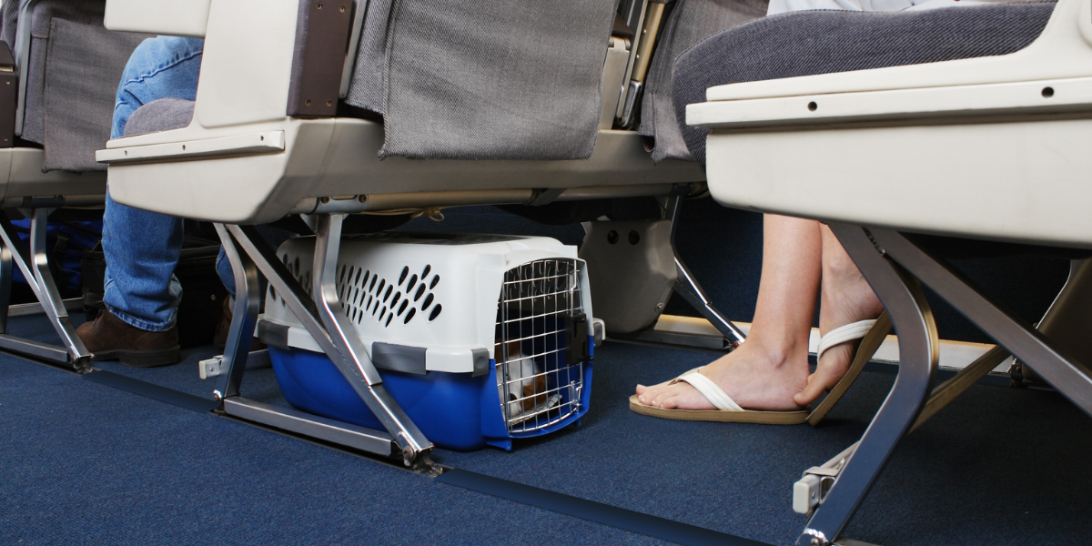 Common Mistakes When Flying With Pets 
