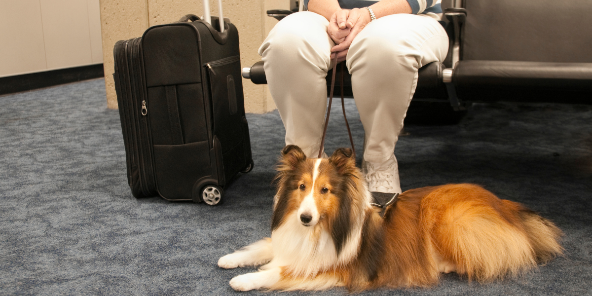 United Airlines Flying With Pets: Complete Pet Travel Guide