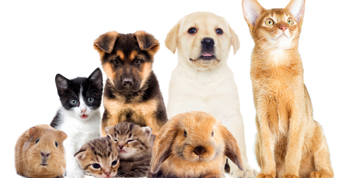 What Pets Can Fly on United Airlines