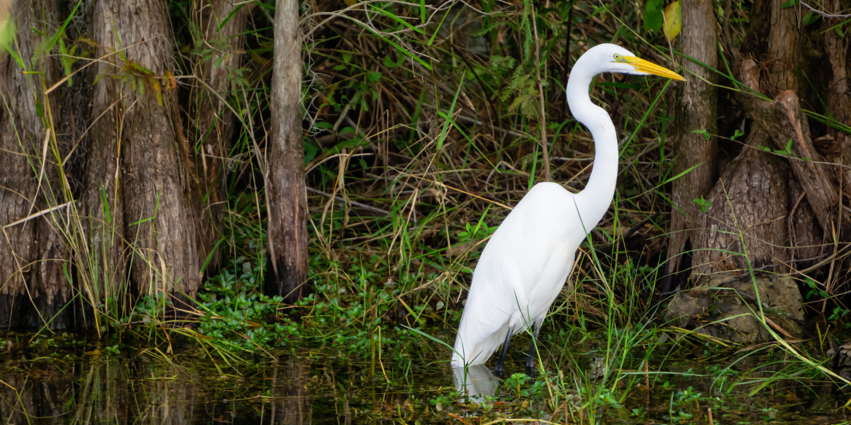 Everglades National Park